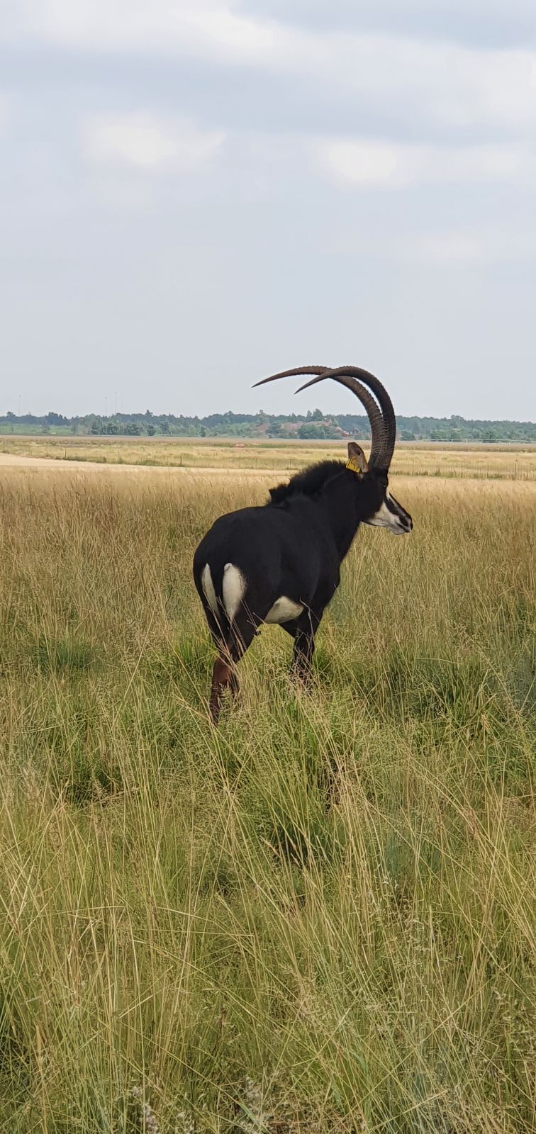 Goldwyn