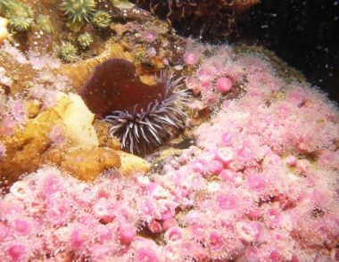 Zestfornature Zestfornature