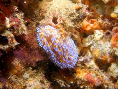 Zestfornature Zestfornature