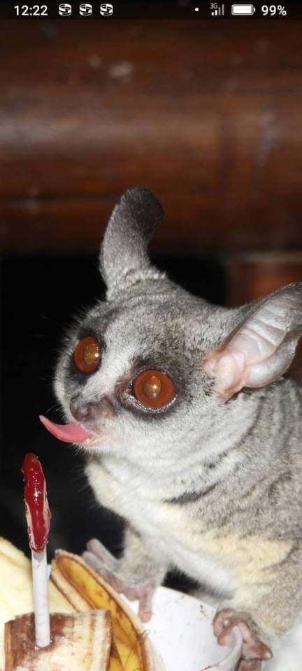 Bushbabymarlothpark Bushbabymarlothpark