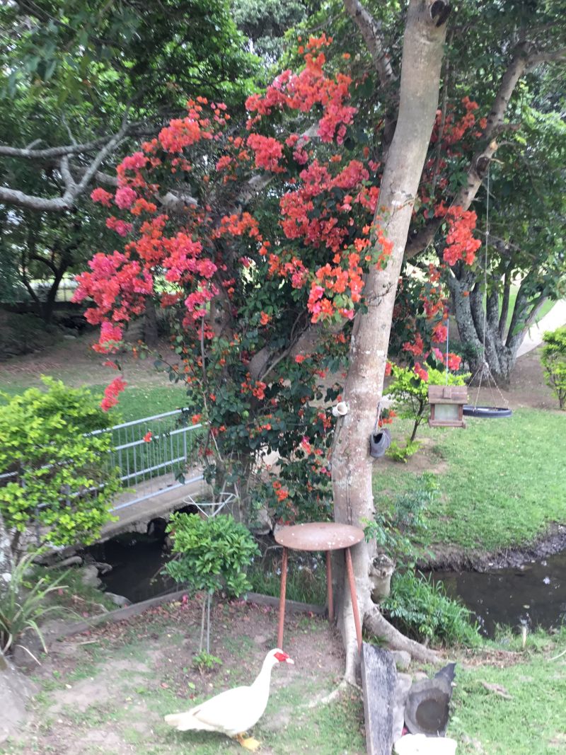 Dreamer2025Nov Dreamer2025Nov